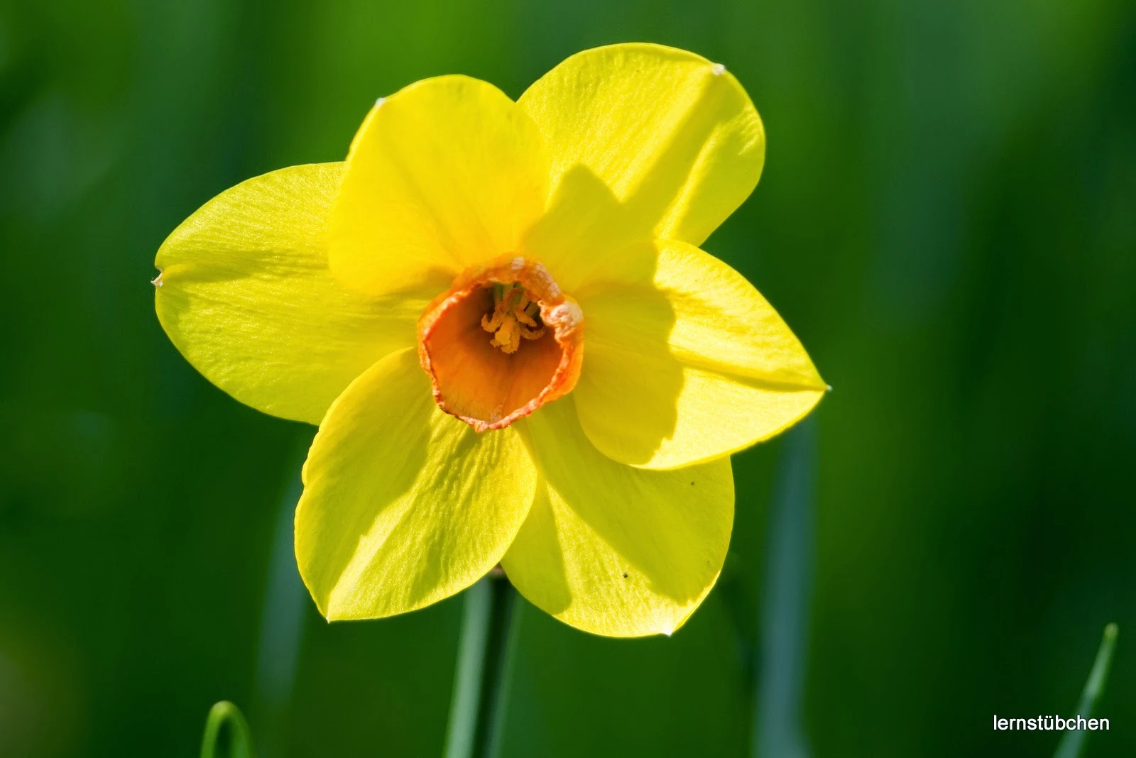 Blume 2.jpeg